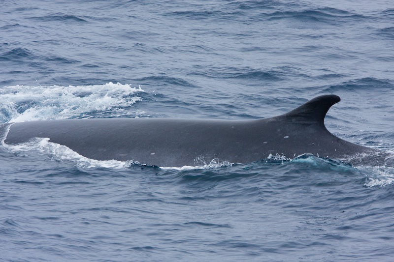 Fin Whale